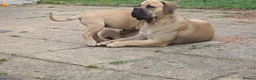 Boerboel dogs for sale: SABBS REGISTERED KENNEL - Advert 1