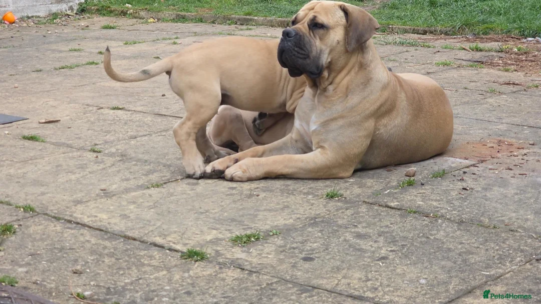 Boerboel dogs for sale: SABBS REGISTERED KENNEL - Advert 1
