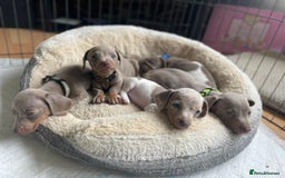 Miniature Dachshund dogs for sale: 5 beautiful Miniture dachshunds for sale - Image 1