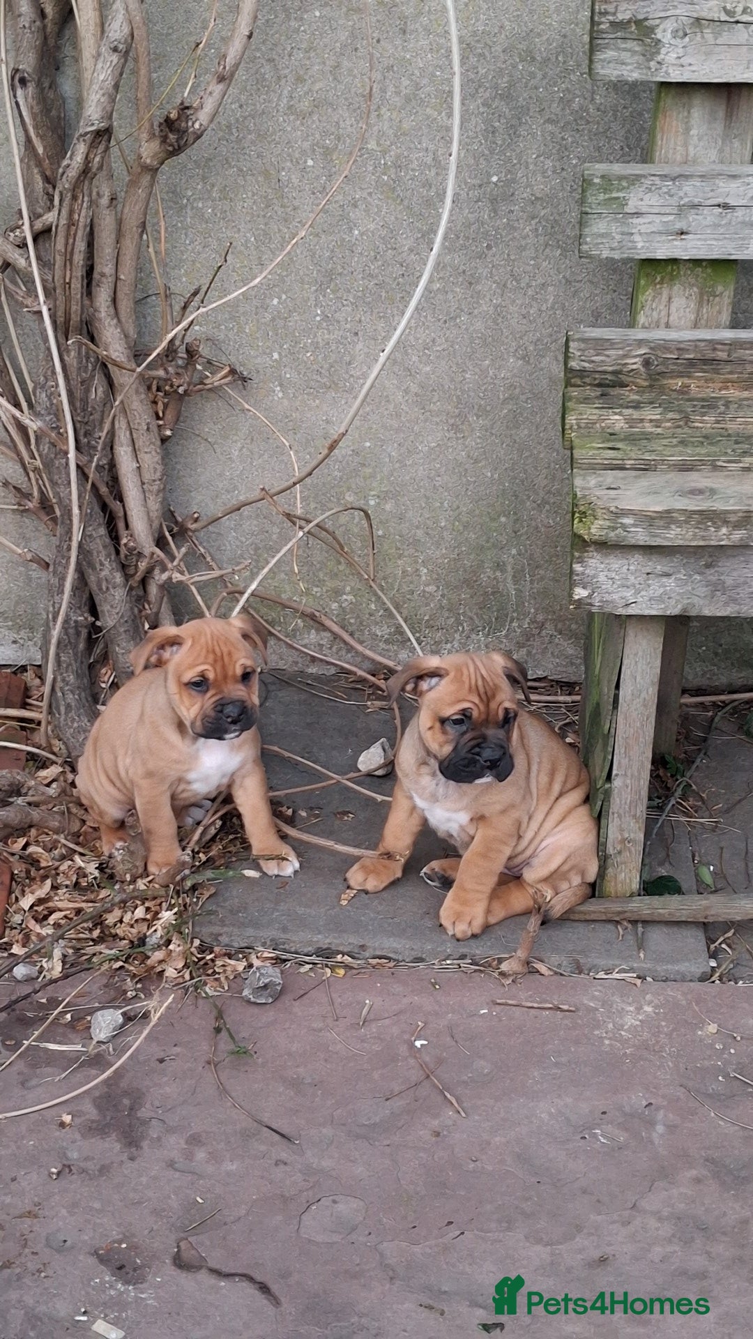 Mixed Breed dogs for sale: Beautiful chunky pups  - Advert 7