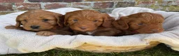 Cockapoo dogs for sale: Stunning F1 Cockapoo Puppies KC Parents  - Advert 9