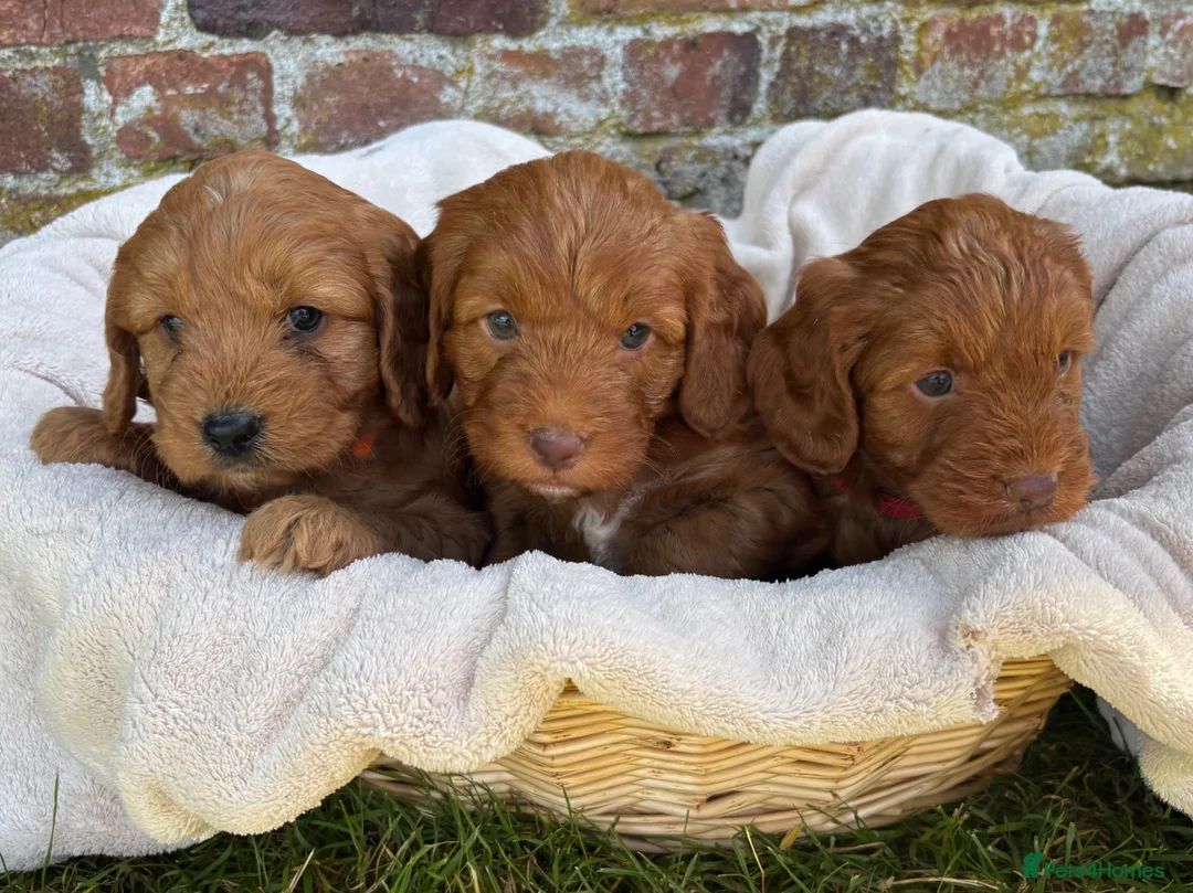 Cockapoo dogs for sale: F1 Cockapoo Boy KC Parents DNA Health Tested Dad  - Advert 2