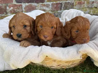 Cockapoo dogs Stunning F1 Cockapoo Puppies KC Parents - Advert 1