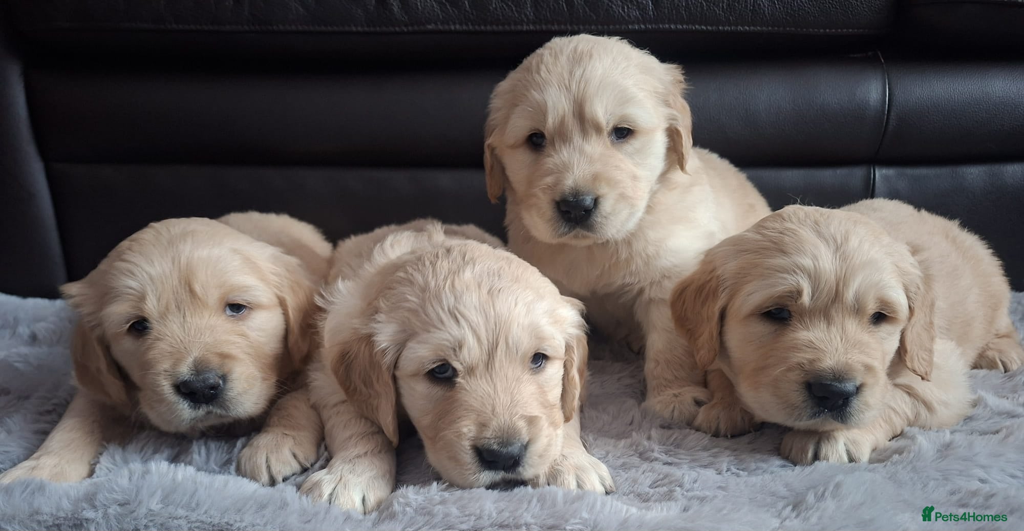 Golden Retriever dogs  1 boy & 1 girl KC registered  - Advert 6