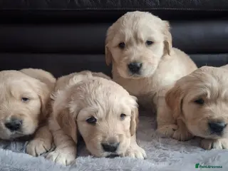 Golden Retriever dogs 1 boy & 1 girl KC registered - Advert 6