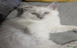 Ragdoll cats for sale: 💛*GCCF Registered *💛Pedigree Ragdoll kittens - Image 13