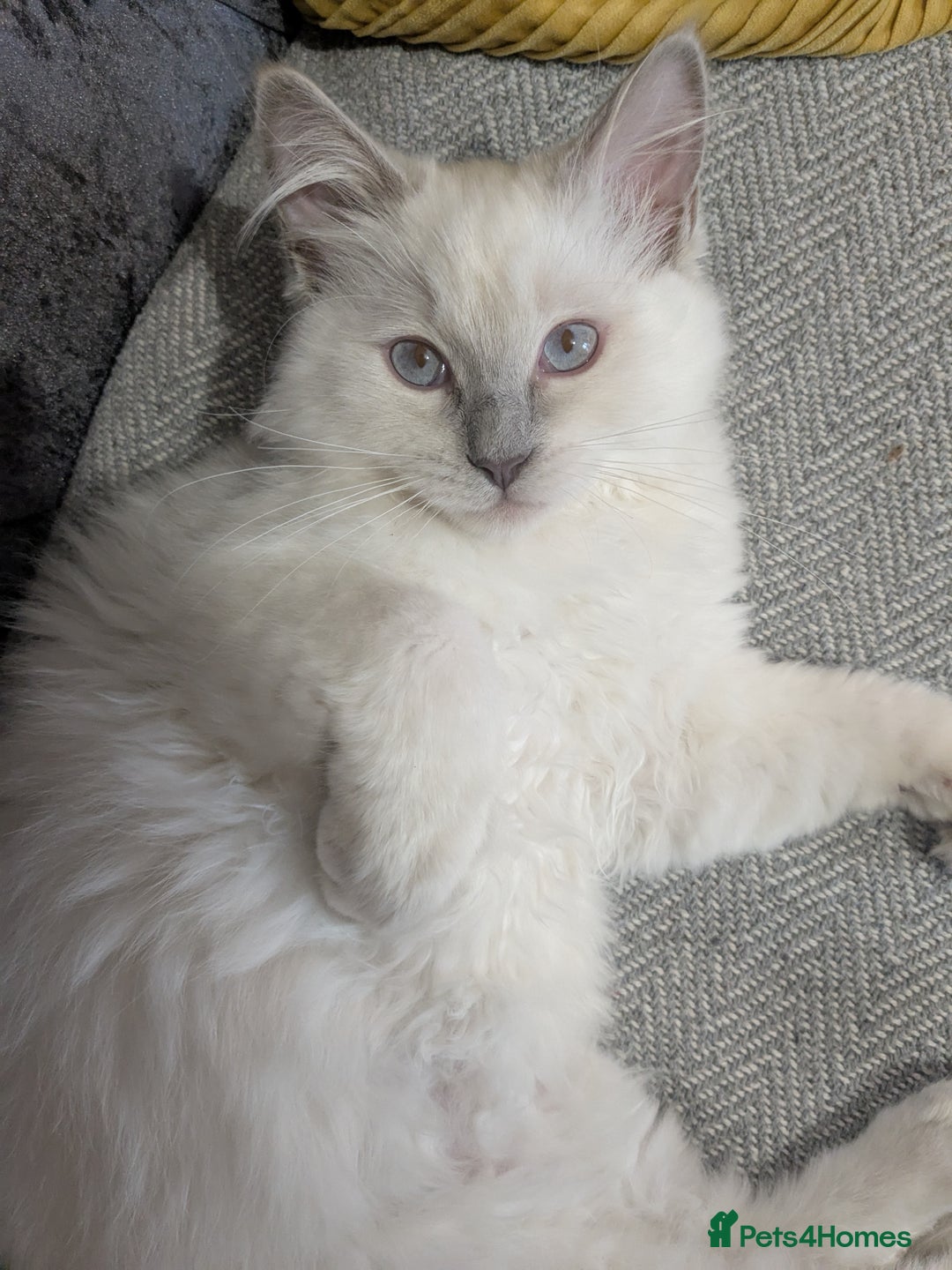 Ragdoll cats for sale: 💛*GCCF Registered *💛Pedigree Ragdoll kittens - Image 13