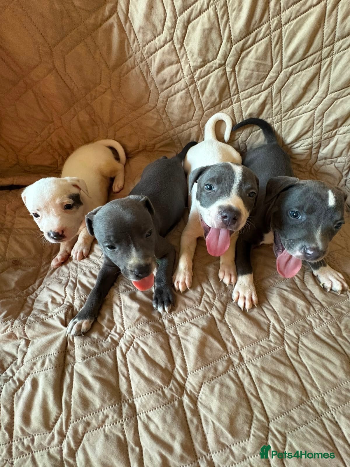 Staffordshire Bull Terrier dogs Gorgeous staffie pups  - Advert 5