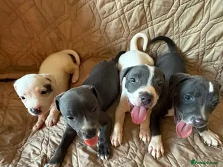 Staffordshire Bull Terrier dogs Gorgeous staffie pups - Advert 5