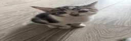 Mixed Breed cats for sale: Three Playful Kittens Looking for Loving Homes - Advert 8