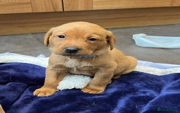 Labrador Retriever dogs for sale: Kennel Club Fox Red Labrador Puppies Health Tested - Advert 14