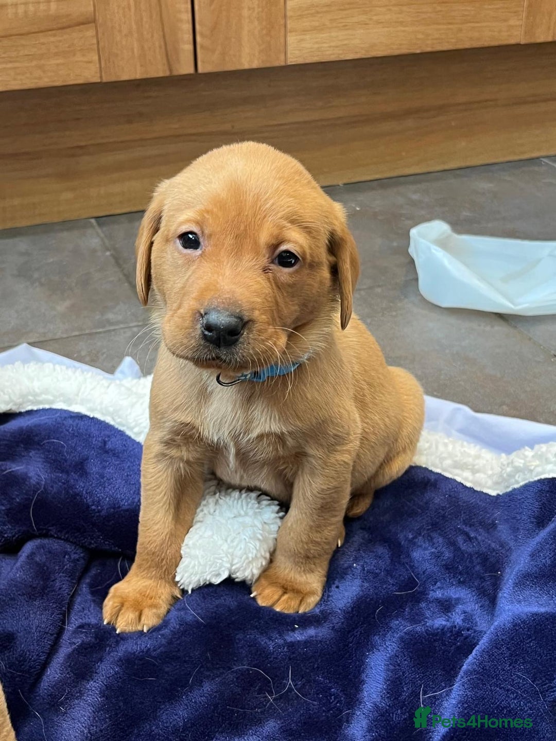 Labrador Retriever dogs for sale: Kennel Club Fox Red Labrador Puppies Health Tested - Advert 14