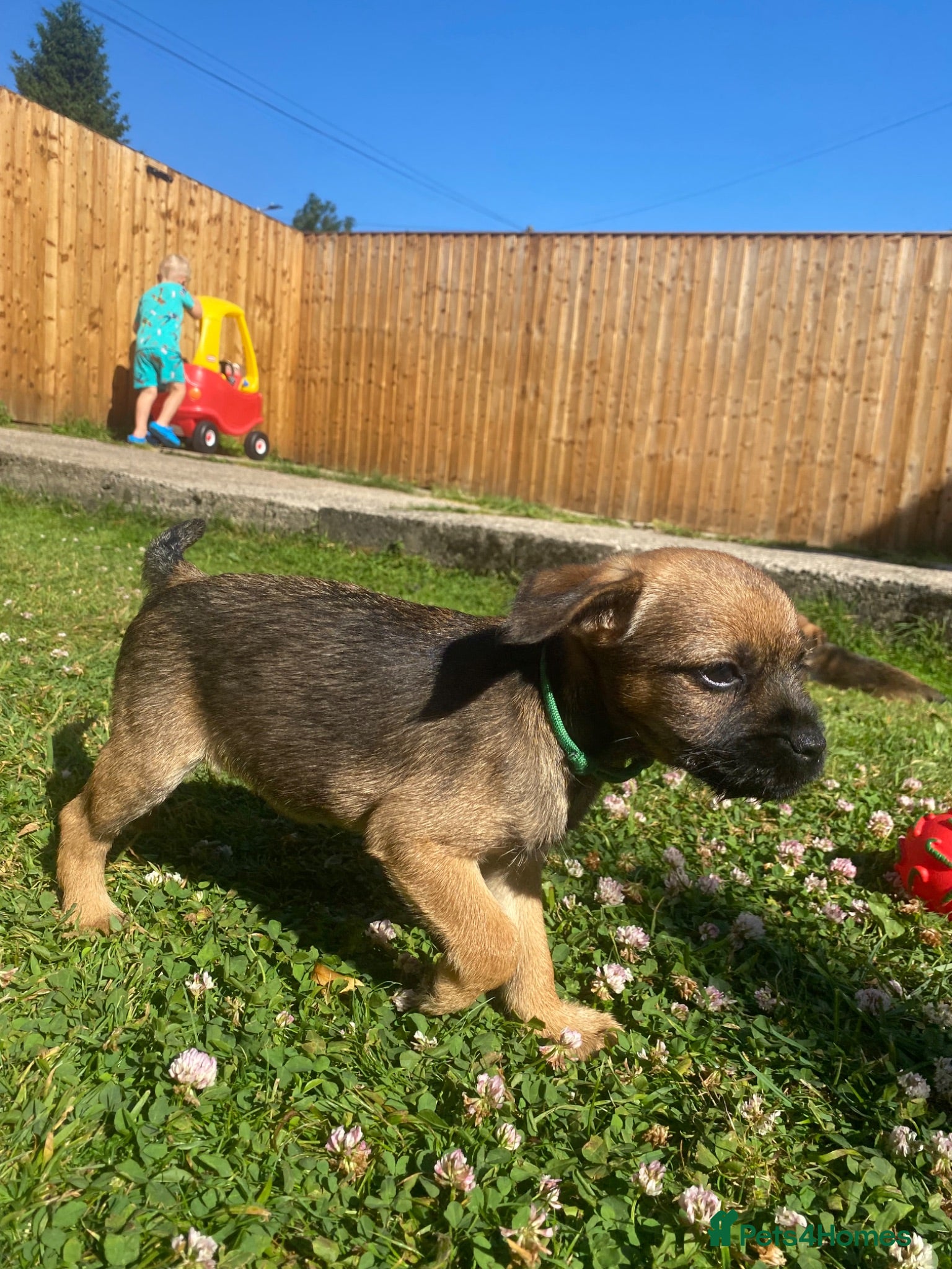 Border Terrier dogs ⭐️KC BORDER TERRIER PUPPIES, READY TO LEAVE NOW. - Advert 21