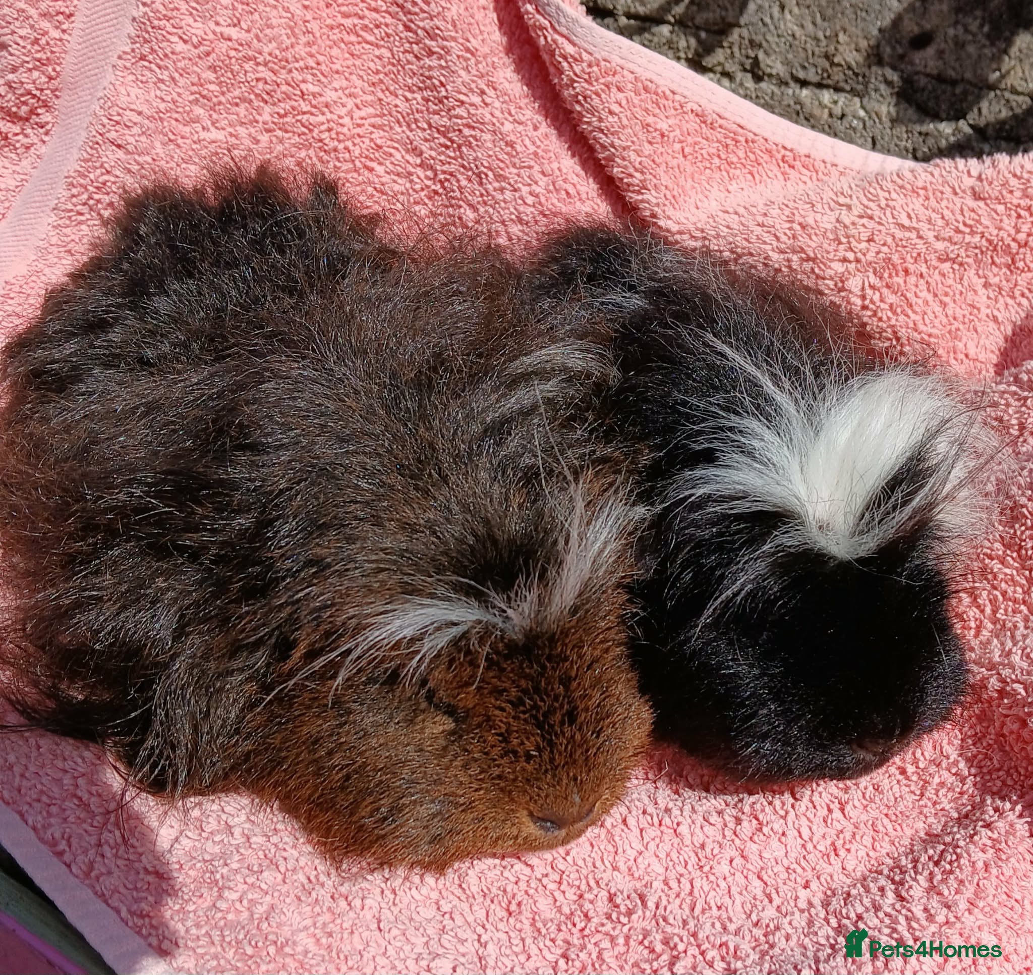Guinea Pig rodents Pair of Merino Boars - Advert 7