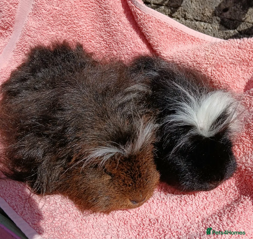 Guinea Pig rodents for sale: Pair of Merino Boars in Saint Ives - Advert 1