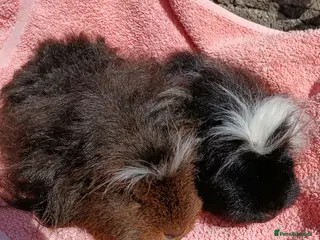 Guinea Pig rodents Pair of Merino Boars - Advert 7