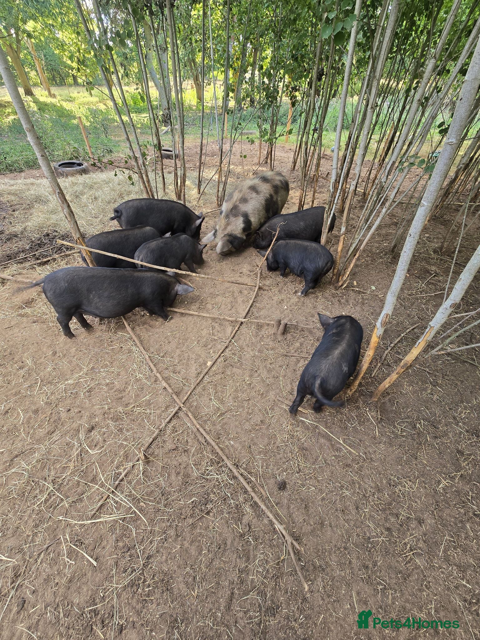 Pig livestock Kune kune gilts for sale - Advert 1