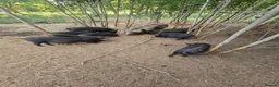 Pig livestock for sale: Kune kune gilts for sale - Advert 1
