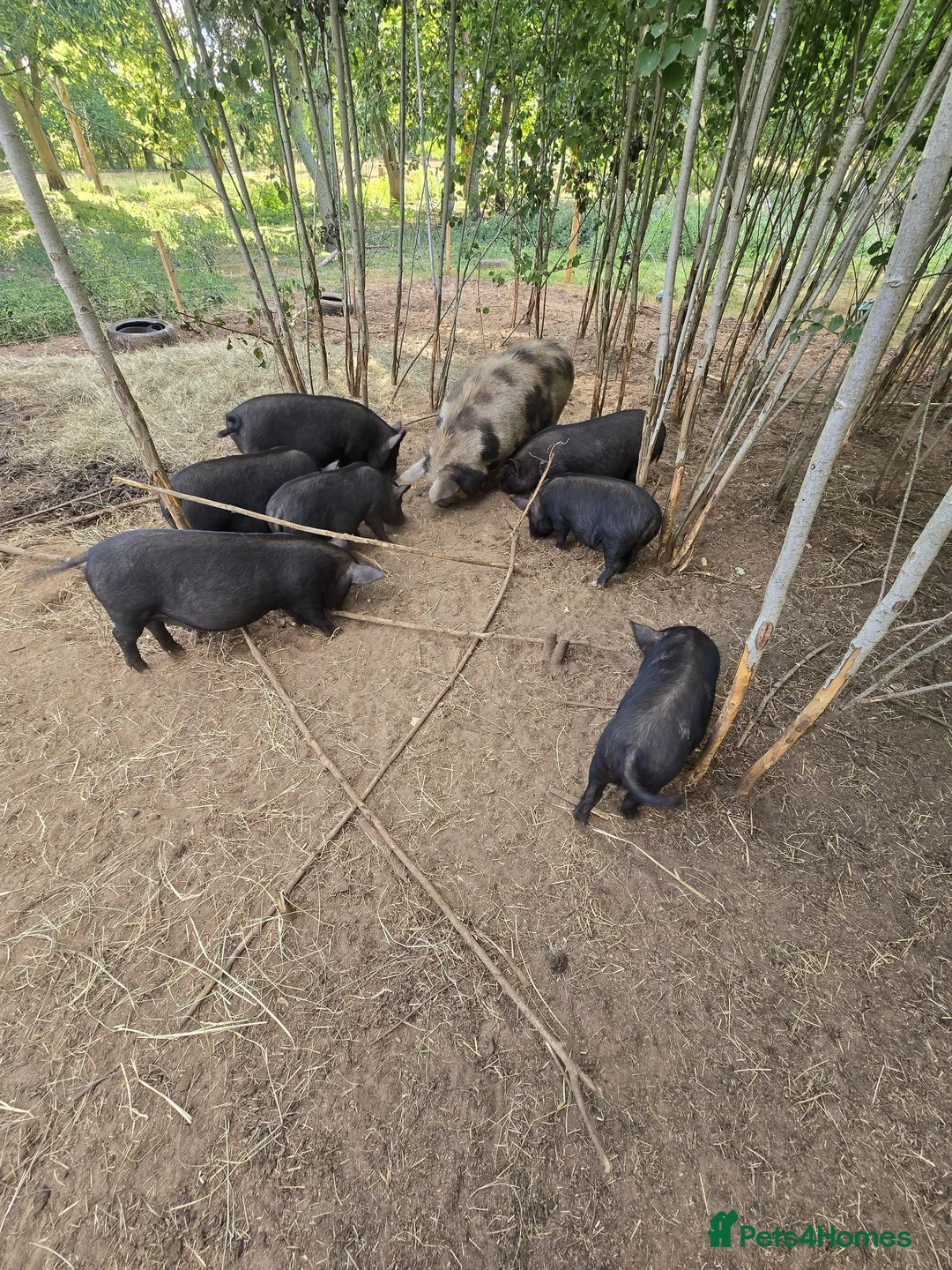 Pig livestock for sale: Kune kune gilts for sale - Advert 1