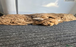 Cockapoo dogs for sale: Cockapoo in Chesterfield - Image 14