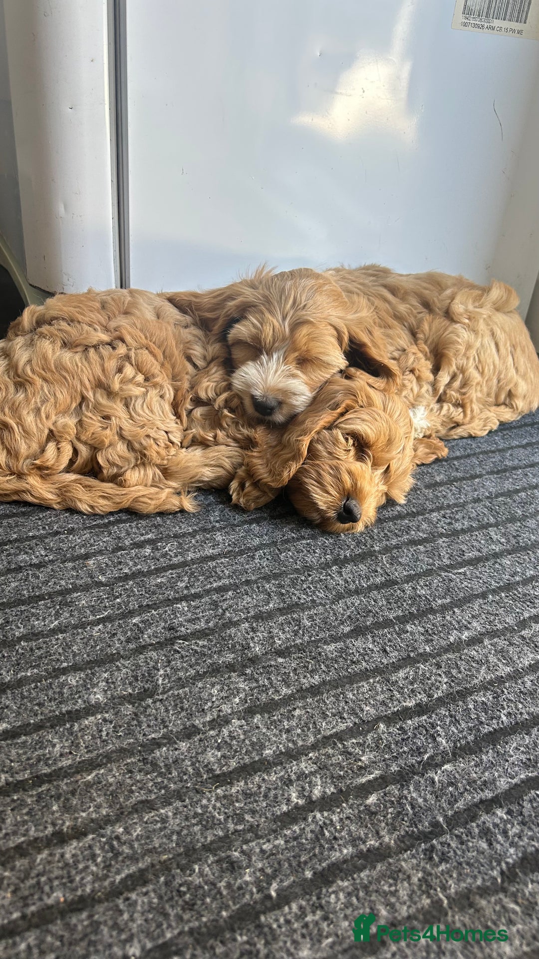 Cockapoo dogs for sale: Cockapoo in Chesterfield - Image 14