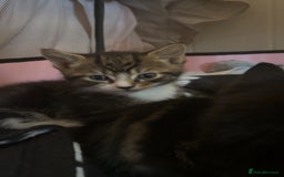 Bengal cats for sale: Beautiful kittens💕 - Advert 5