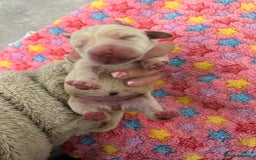 Labrador Retriever dogs for sale: Beautiful pedigree golden Labradors  - Image 26