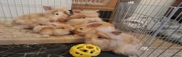 Lionhead rabbits for sale: Lionhead baby rabbits in Norwich - Advert 4