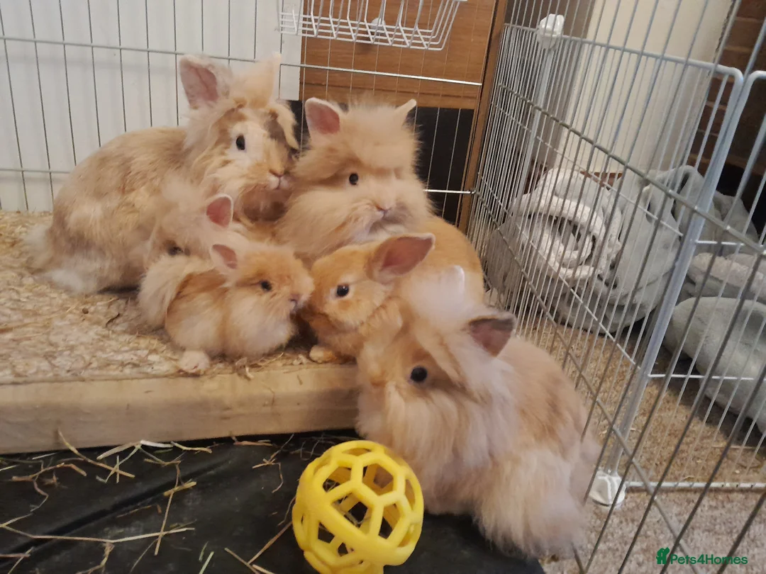 Lionhead rabbits for sale: Lionhead baby rabbits in Norwich - Advert 4