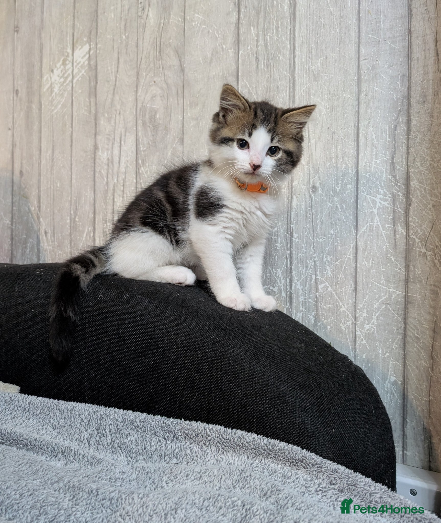 Siberian cats Siberian crossed kittens/ just Boy 1 left  - Advert 1