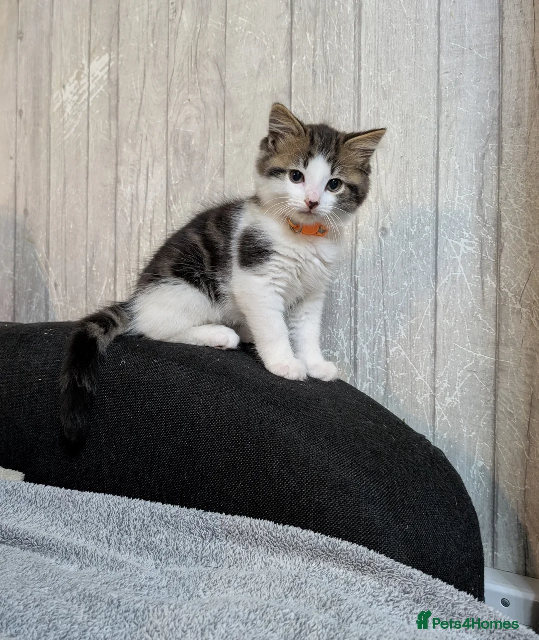 Siberian cats for sale: Siberian crossed kittens/ just Boy 1 left  - Advert 2