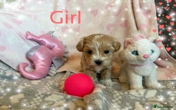 Maltipoo dogs for sale: Exceptional Genuine Maltipoo Puppies  - Advert 3