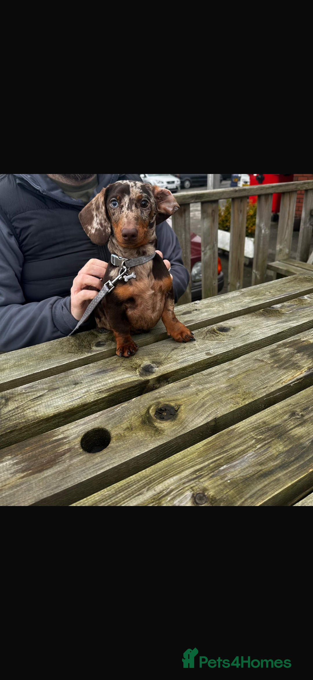 Miniature Dachshund dogs for sale: Miniature Dachshund For Sale - Advert 2