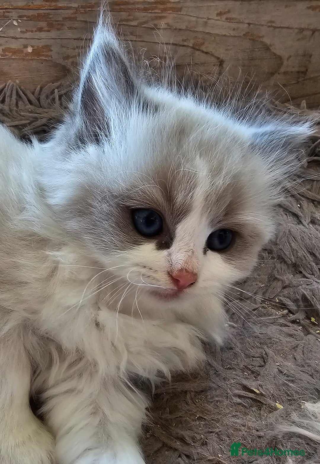 Ragdoll cats for sale: Stunning pure Ragdolls  - Advert 19