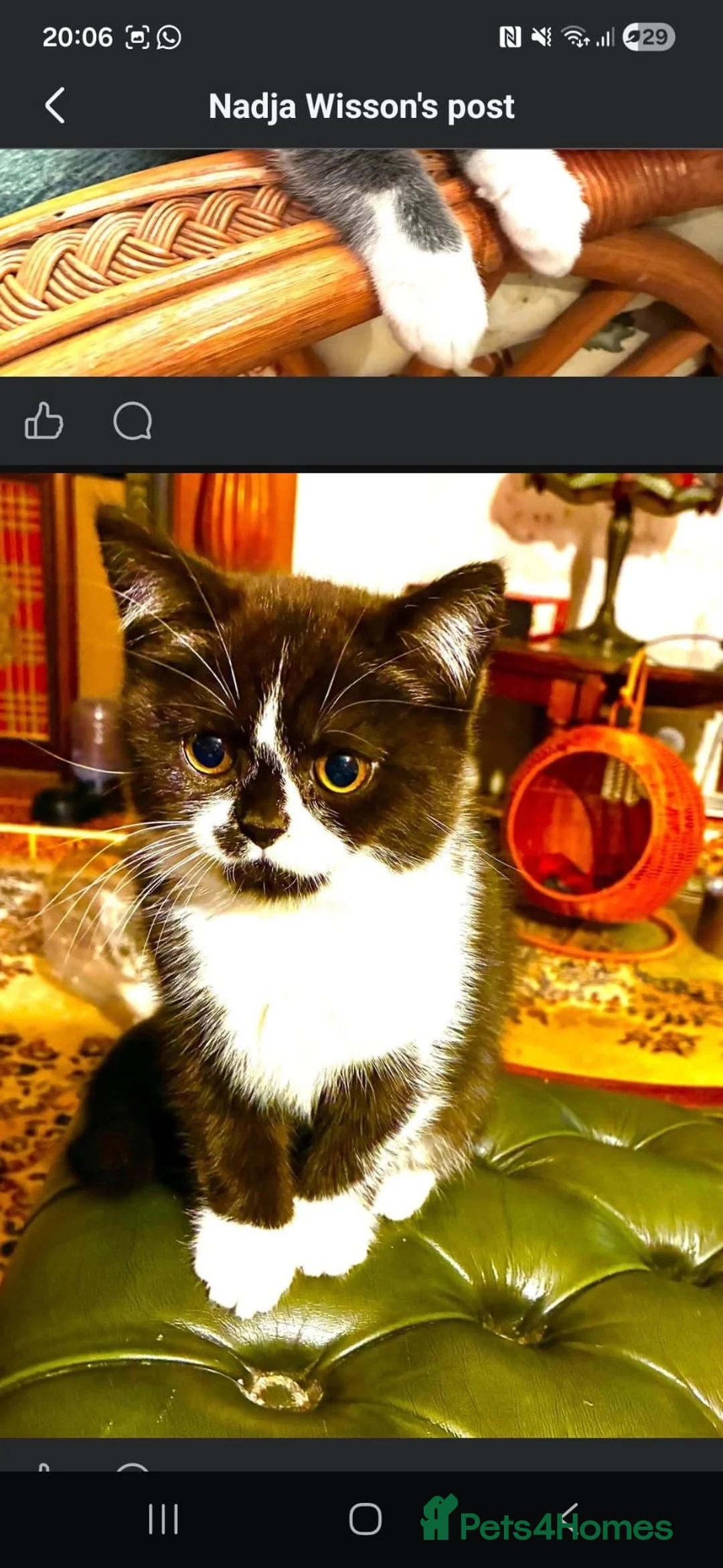 Scottish Fold cats for sale: Last Pure bred Scottish Fold black and white girl - Advert 2
