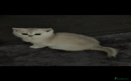 Scottish Fold cats for sale: Purebred Scottish kittens - Image 8