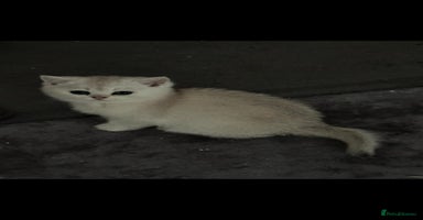 Scottish Fold cats - Advert 10