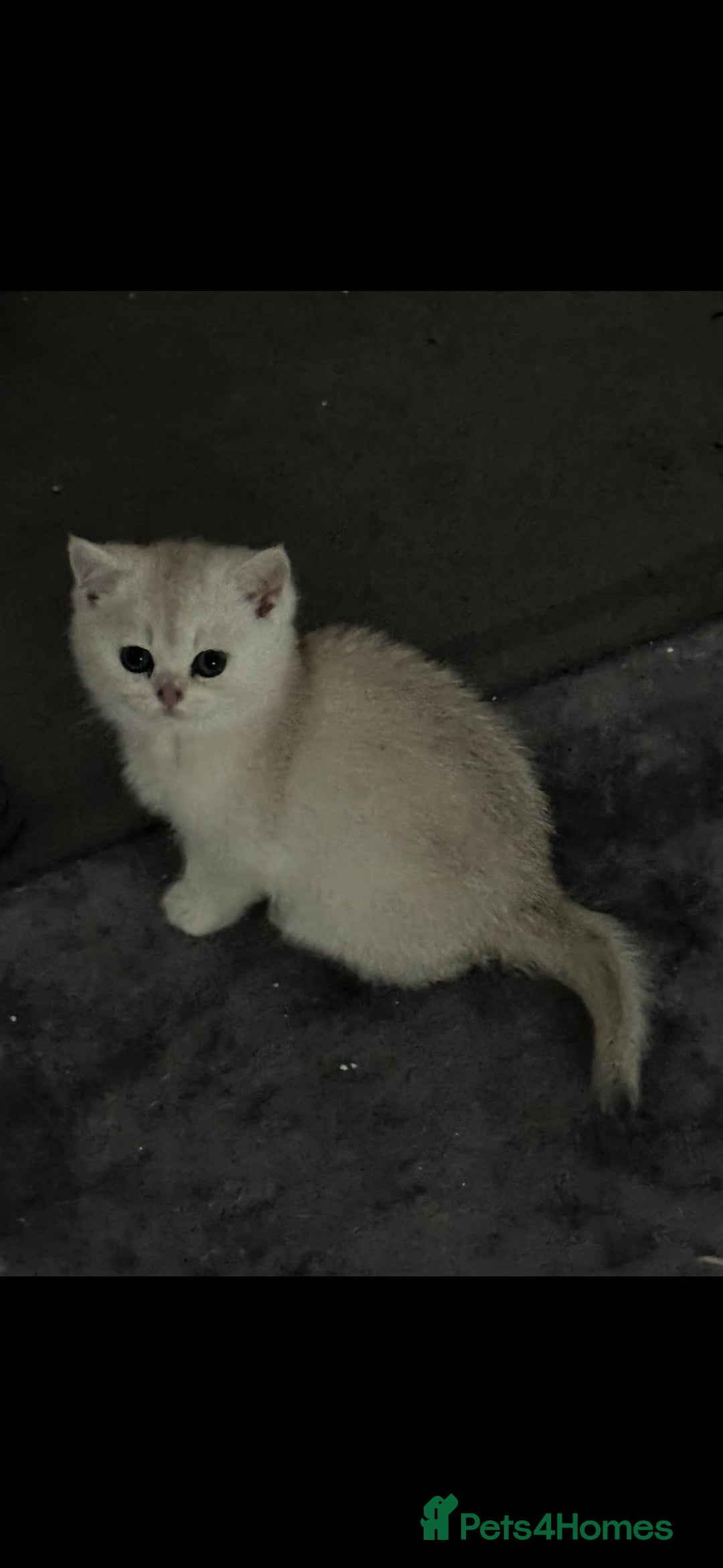 Scottish Fold cats for sale: Purebred Scottish kittens - Image 8