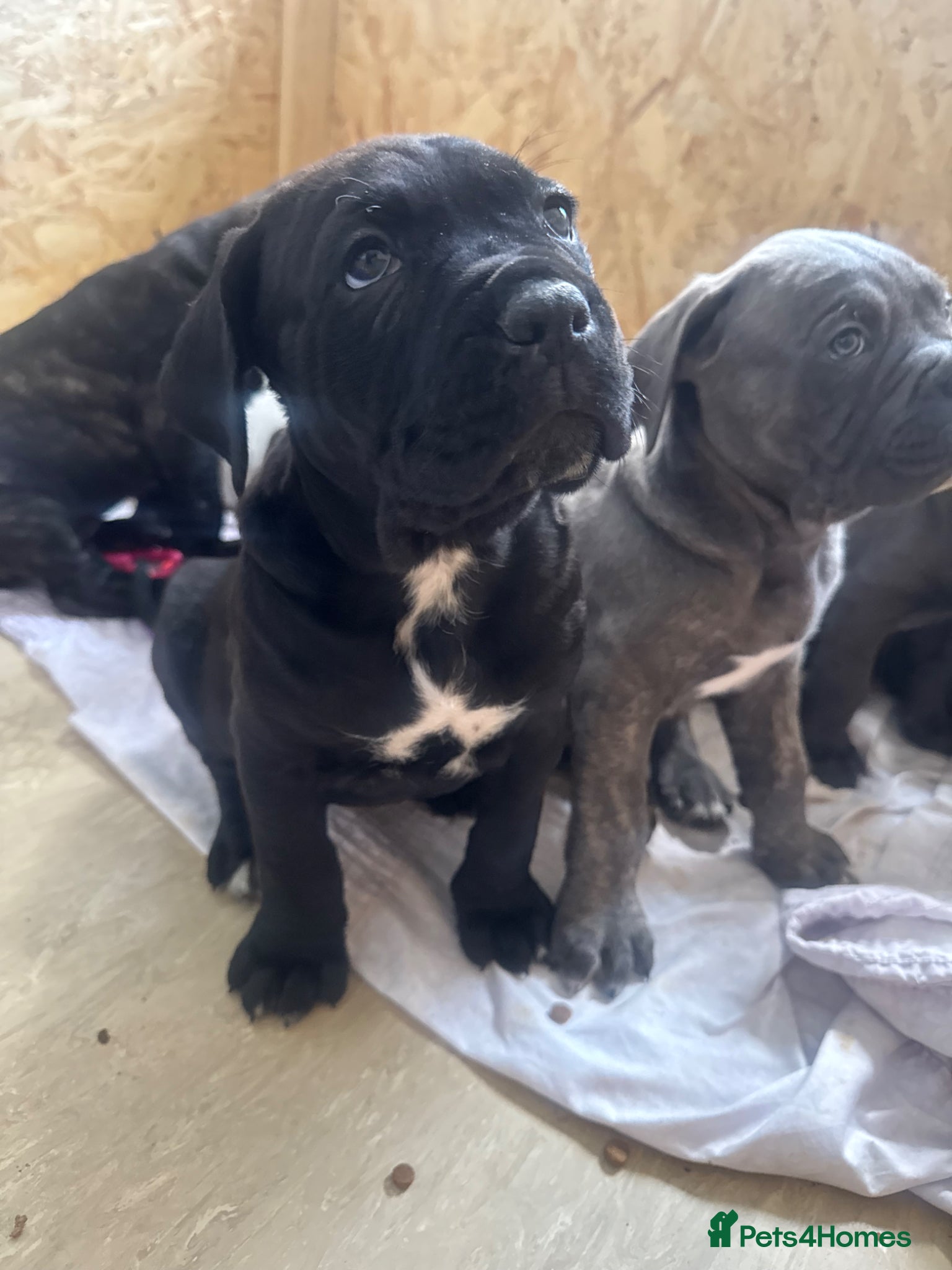 Cane Corso dogs Cane corso pups - Advert 18