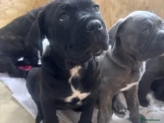 Cane Corso dogs Cane corso pups - Advert 18