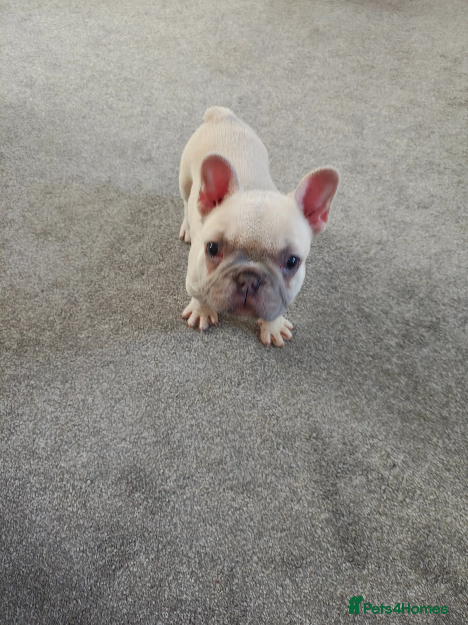 French Bulldog dogs Beautiful French bulldog  - Advert 1