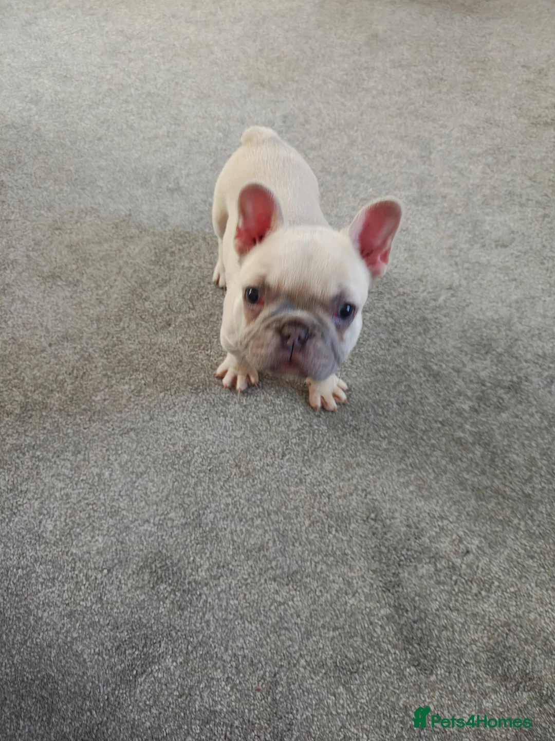 French Bulldog dogs for sale: Beautiful French bulldog  in Kettering - Advert 1