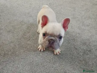 French Bulldog dogs Beautiful French bulldog - Advert 1