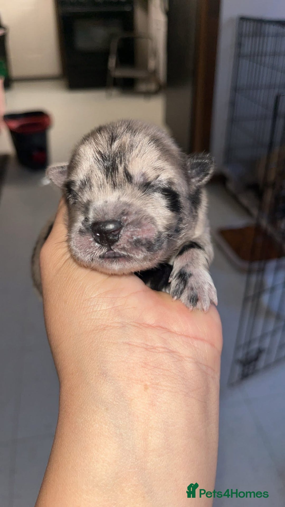 Chow Chow dogs for sale: Chow Puppies – Cream, Grey & Merle Available - Advert 5