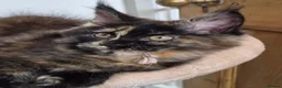 Maine Coon cats for sale: !!LAST TICA REGISTERED MAINE COON!! - Advert 2
