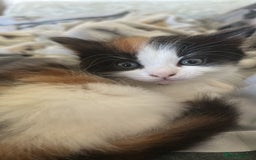 Mixed Breed cats for sale: Calio Kitten Female 2 Months Old - Image 1