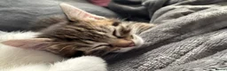 Mixed Breed cats for sale: Tabby girl  - Advert 5