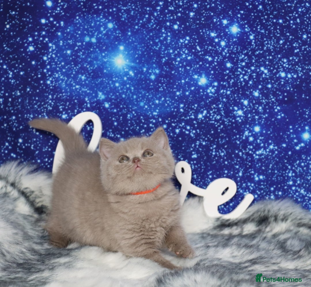 British Shorthair cats for sale: Tica registered British Shorthair kittens - Advert 12