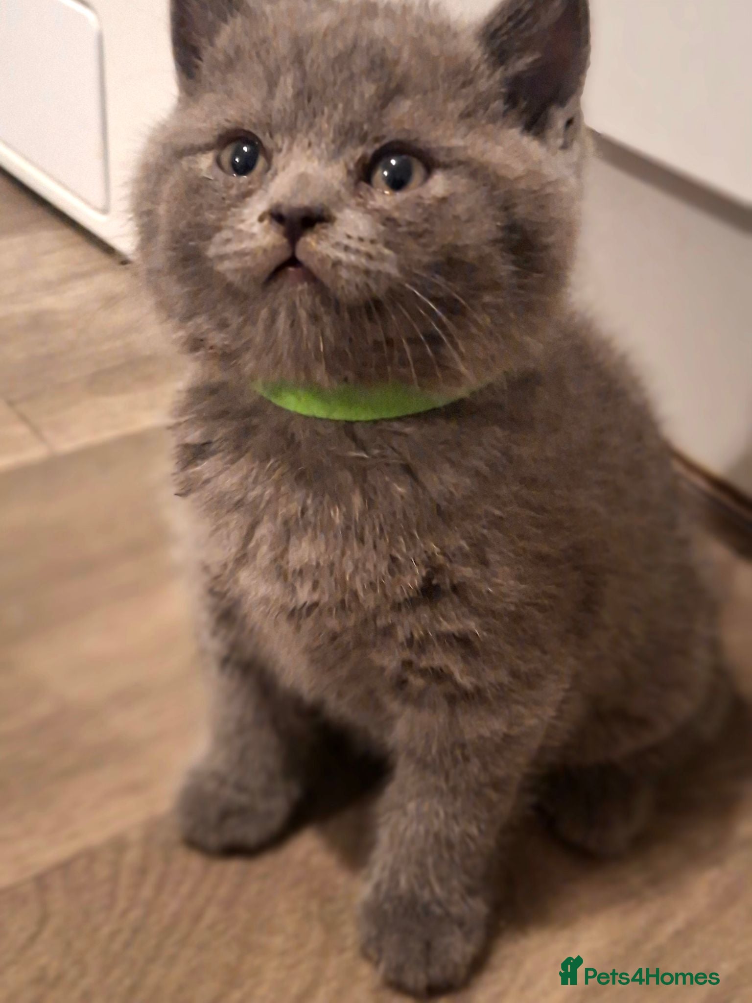 British Shorthair cats 🩷 Outstanding Quality Chunky GCCF Pedigree BSH 💙 - Advert 2