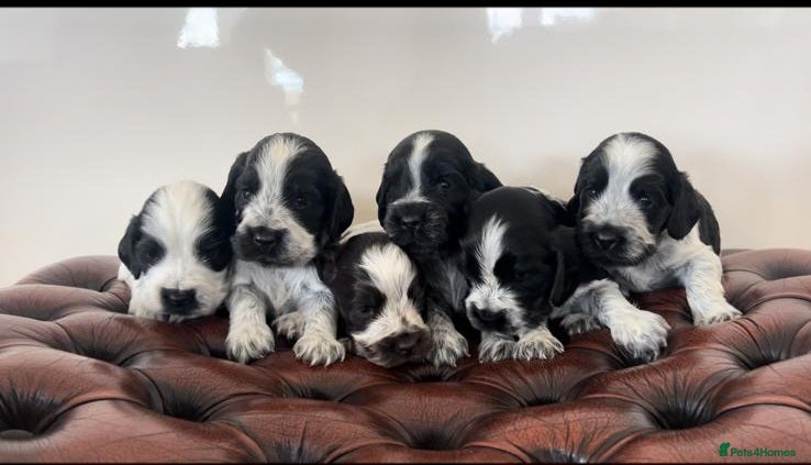 Cocker Spaniel dogs Kc reg show cocker spaniels fully health tested  - Advert 3